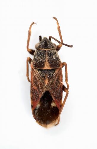 Réf. 238 661 : Lygaeosoma anatolicum